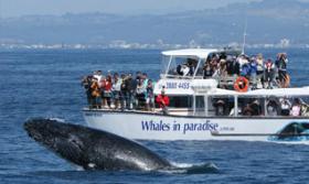 gc30whale-list Thumbnail